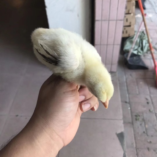 广州东涛鸡苗 统货