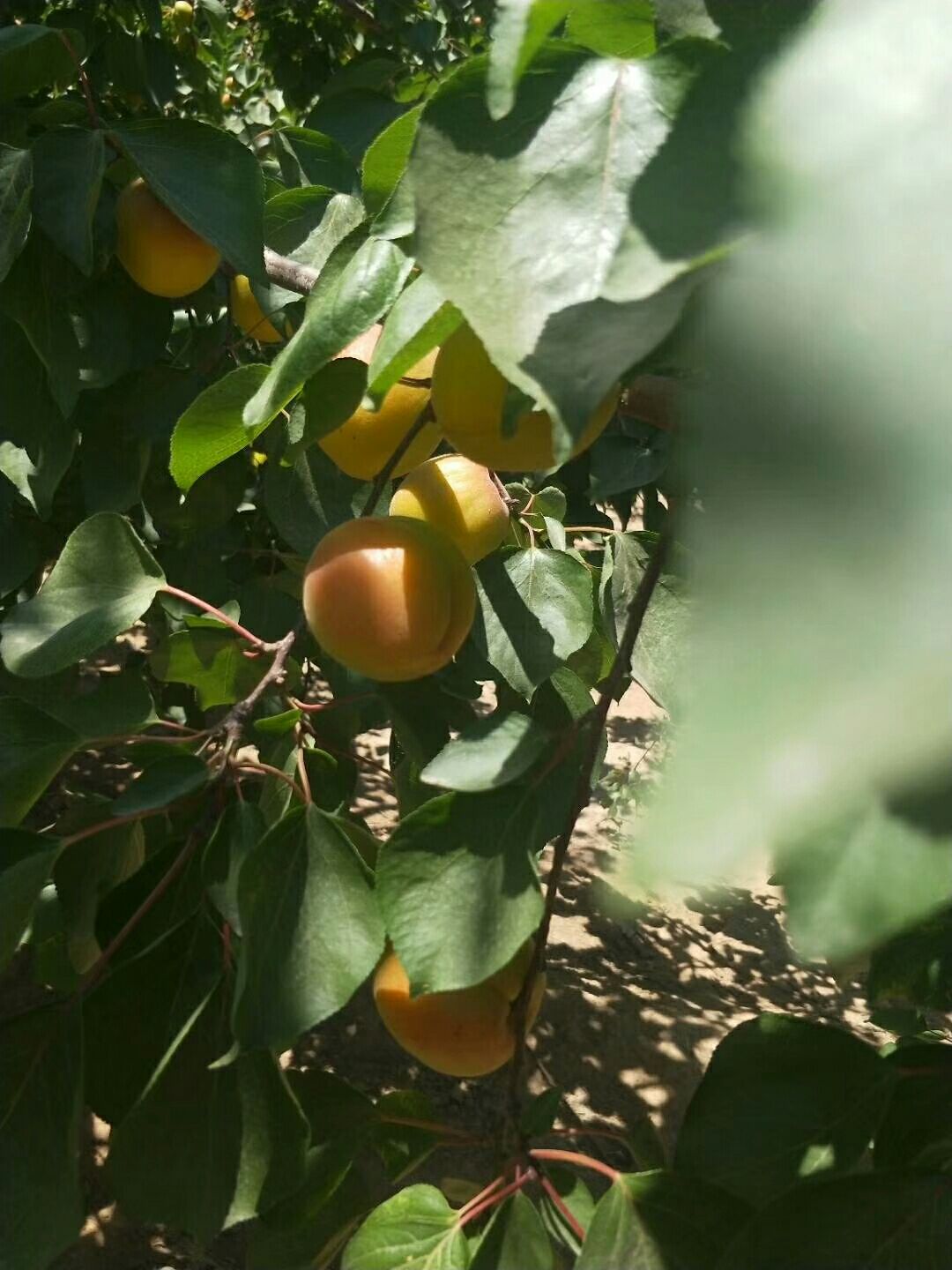  菜籽黄，金太阳，凯特，串红杏大量供应