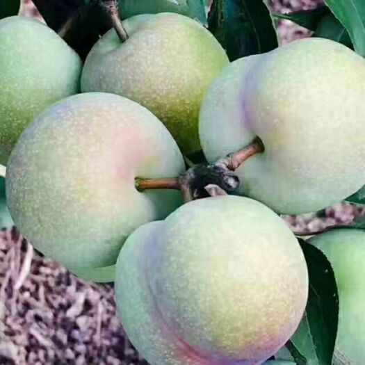 屏山县 好消息大量的茵红李也叫半边红本月25号开始上市