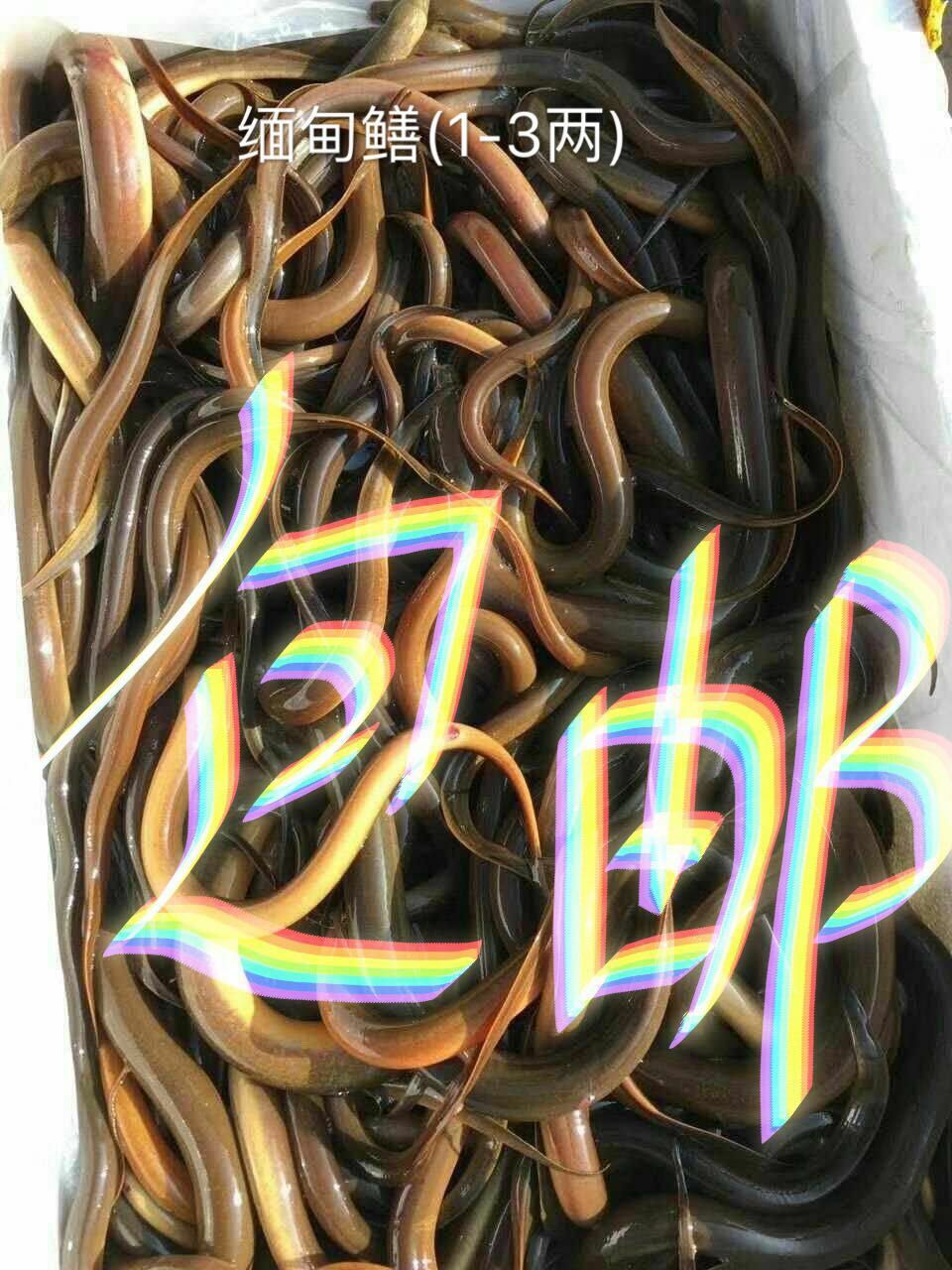 麣ˮ  1-3ʻ   