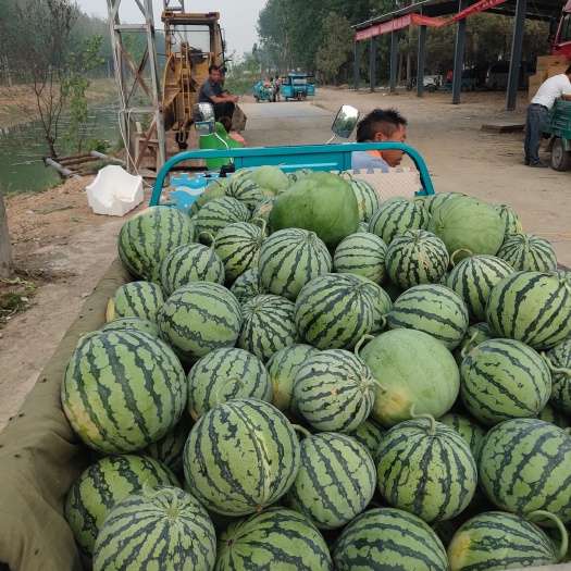  埇桥现代农业蔬菜产业园面积12000多亩早春西瓜大量供应中