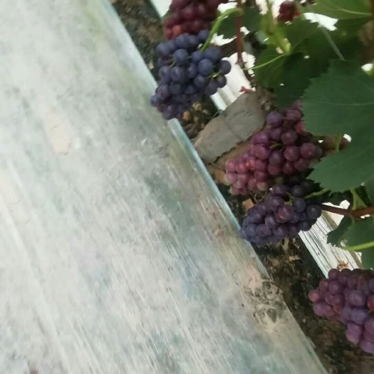 鸡泽县维多利亚葡萄 红无核大量上市