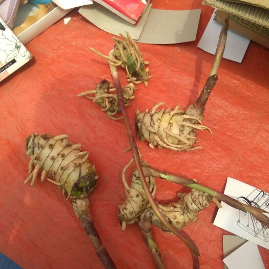 罗甸县 现从山上挖的一级天麻