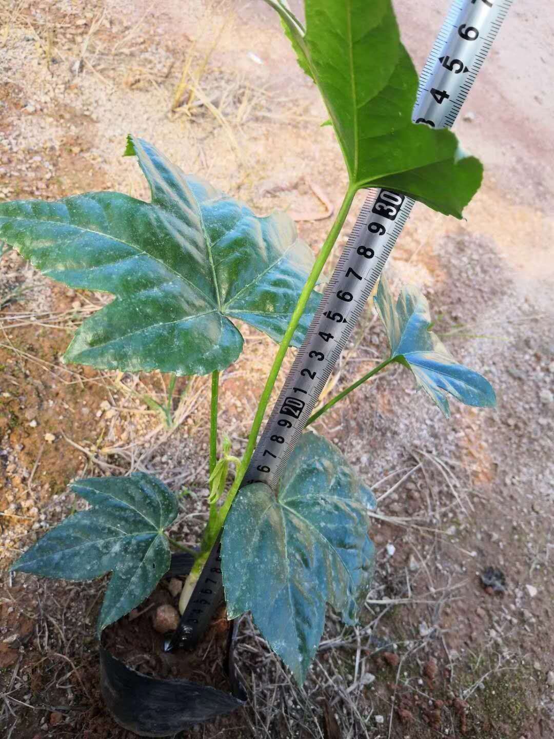 漳平市八角金盘盆栽 八角金盘