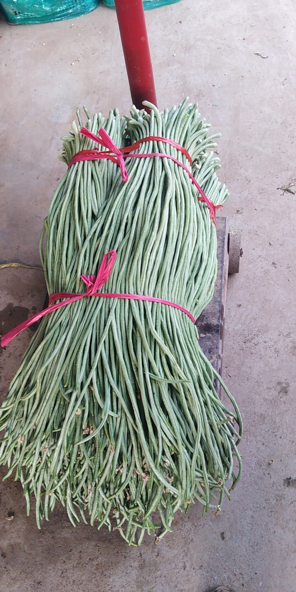 绿龙豆角40cm70cm