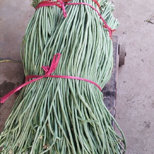 聊城绿龙豆角 40cm~70cm