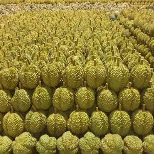 潍坊泰国金枕榴莲 ，有保证