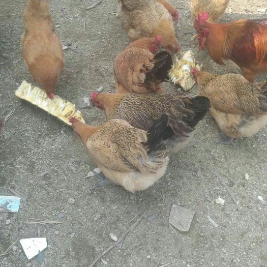 衡阳 麻羽高产绿壳蛋苗土鸡苗乌骨鸡苗质量保证运输中包成活