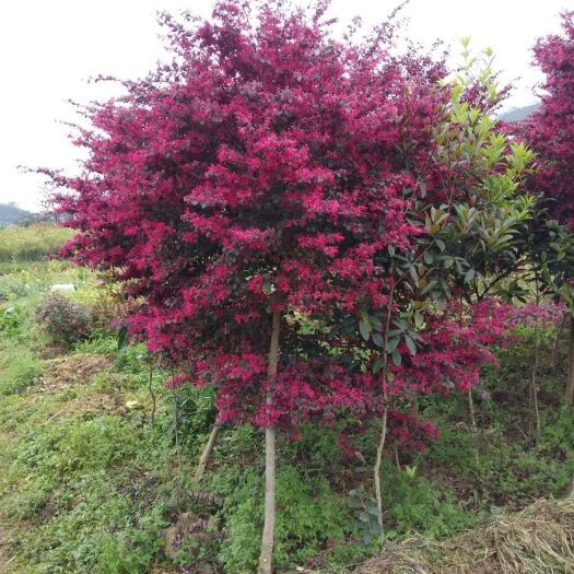 筠连县 红花继木