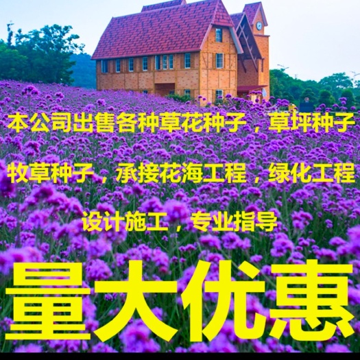 沭阳县 柳叶马鞭草种子花草种籽耐热多年生四季耐寒菊花坪