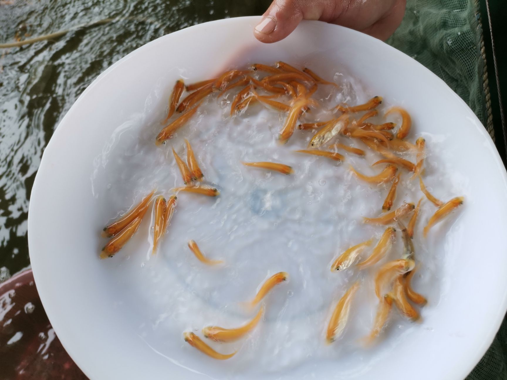 金草魚苗 目前養(yǎng)金草鯇魚，最賺錢的魚。