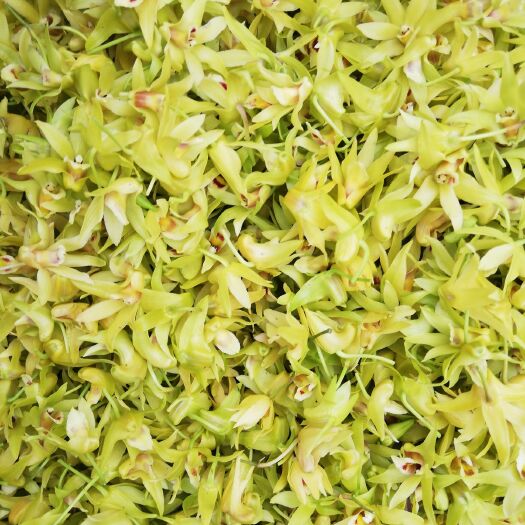 盈江县金钗石斛花 石斛鲜花