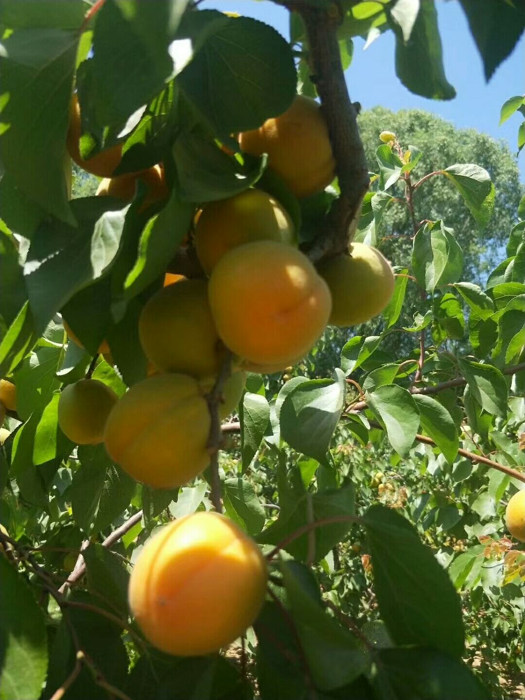  菜籽黄，金太阳，凯特，串红杏大量供应