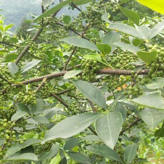 独山县 2019新鲜花椒树上现采摘预售