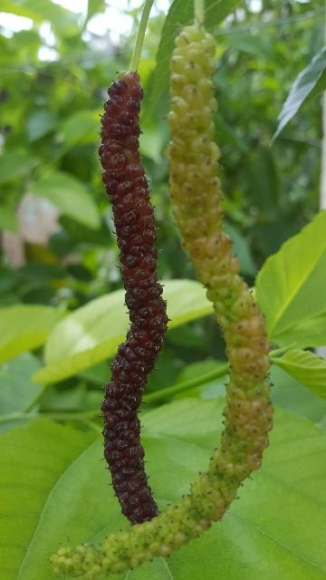  长果桑苗 一年多次结果  长果桑树苗批发