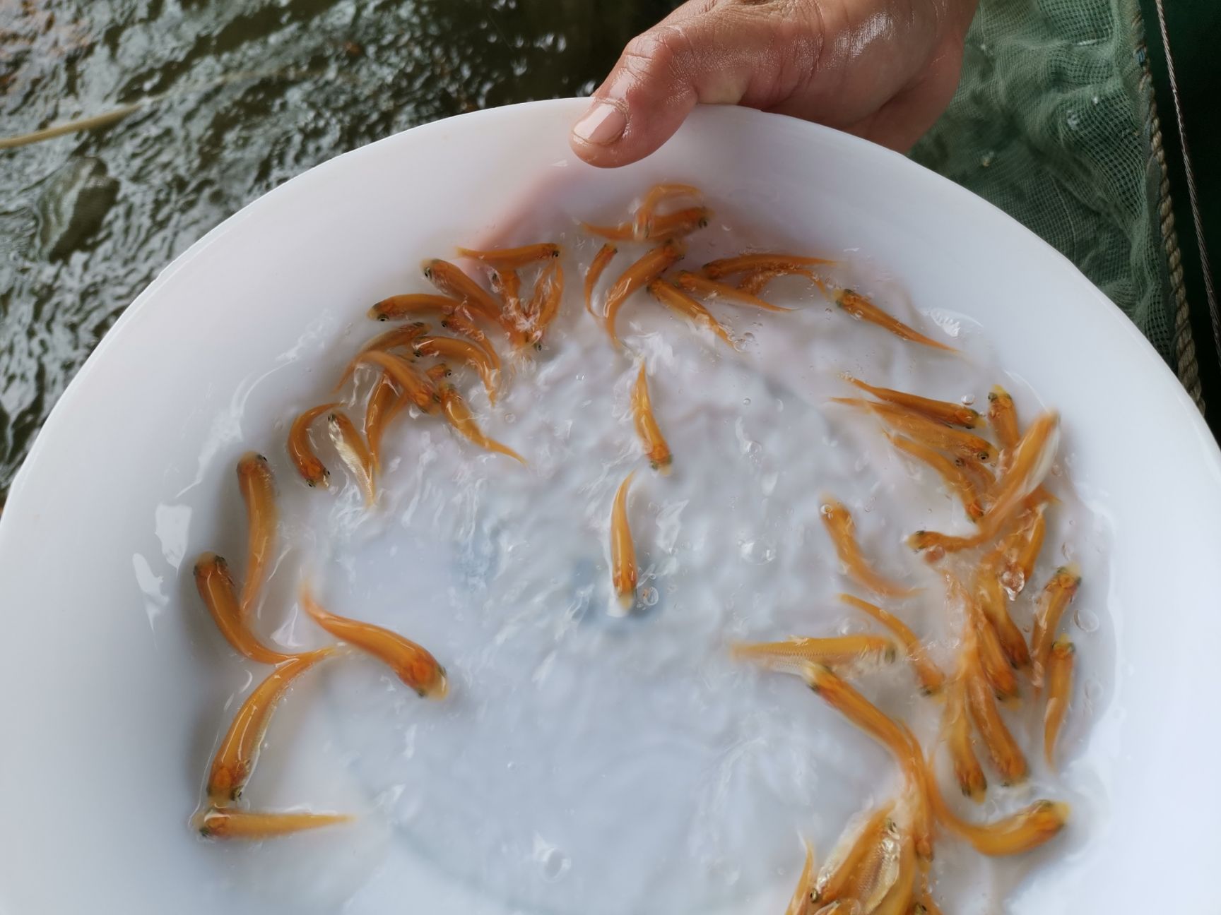 金草魚苗 目前養(yǎng)金草鯇魚，最賺錢的魚。