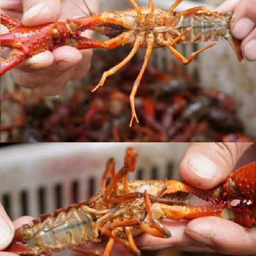 洪湖市清水小龙虾 洪湖清水虾 虾体饱满干净