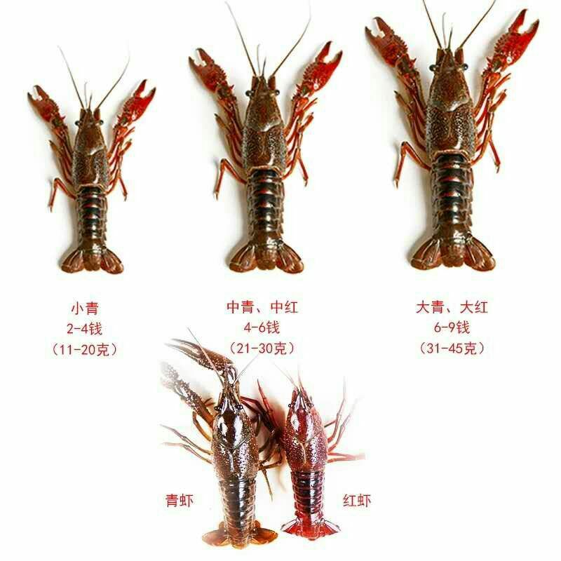 小龙虾品种介绍大全图片