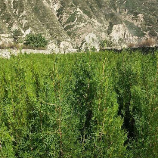 兰州圆枝侧柏 精品侧柏  量大从优  价格面议