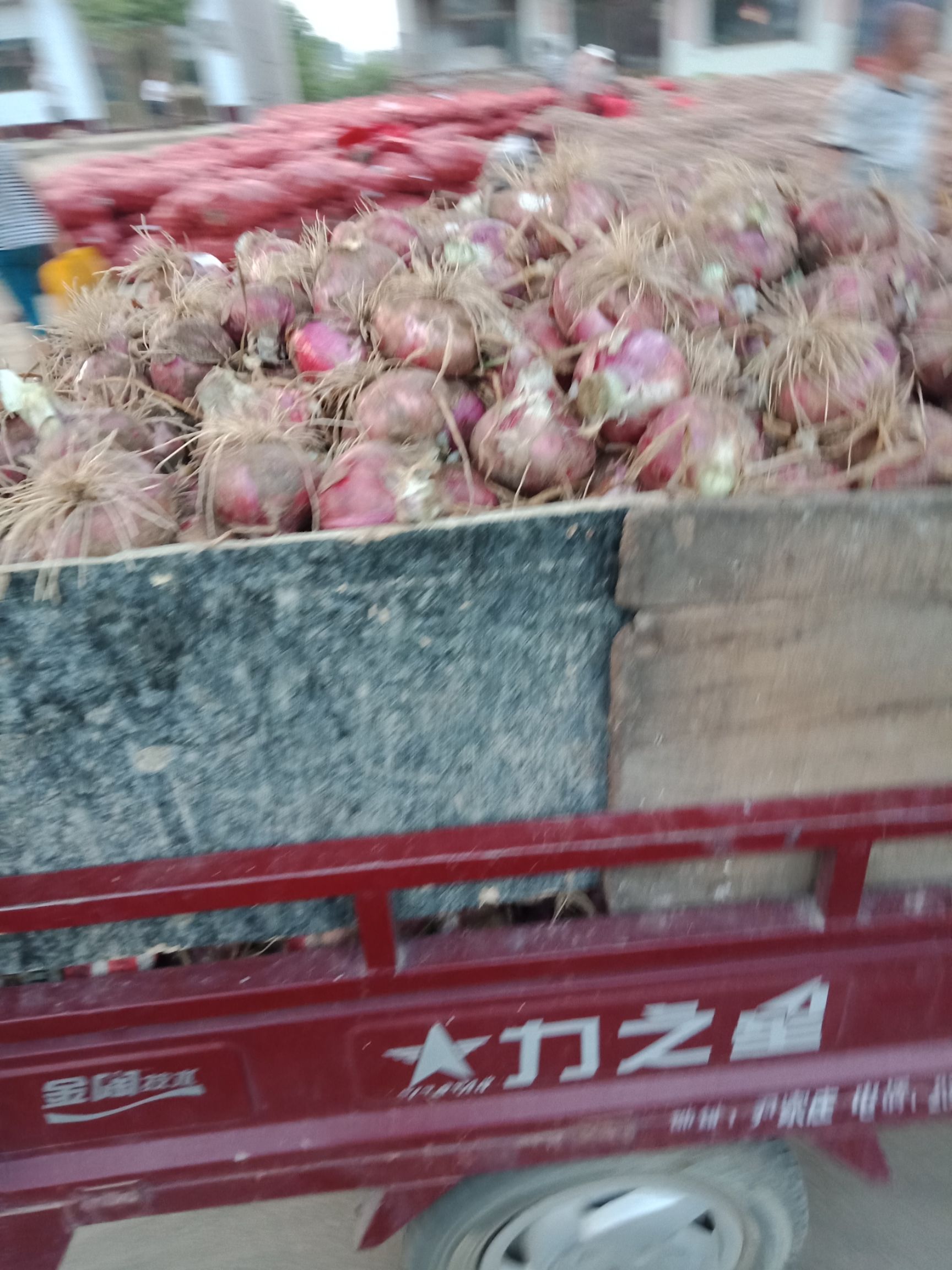 红皮洋葱  大量洋葱出售