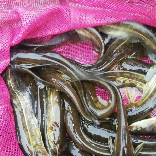 重庆市大口鲶鱼 大口鲶
2元/尾