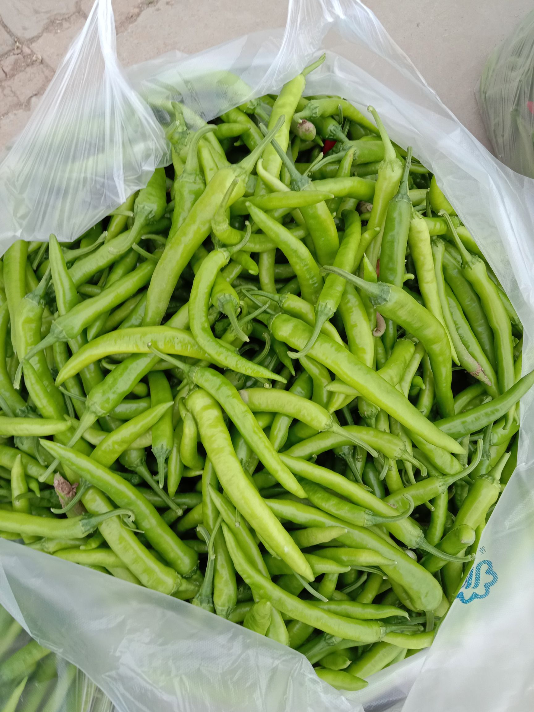  新苗杭椒