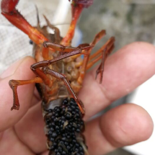 泗阳县 淡水龙虾种虾苗种清水虾优质苗种培育养殖基地