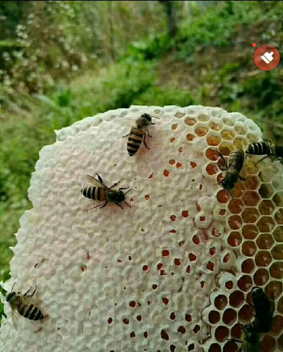  野生蜂巢蜜