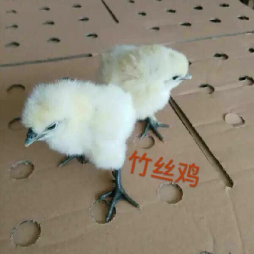 广州 竹丝鸡苗   

诚信经营   包打疫苗   包成活率