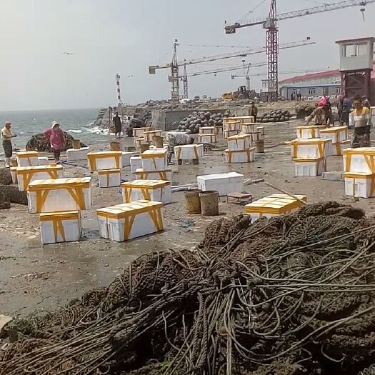 庄河市三倍体生蚝 三倍体三两最小