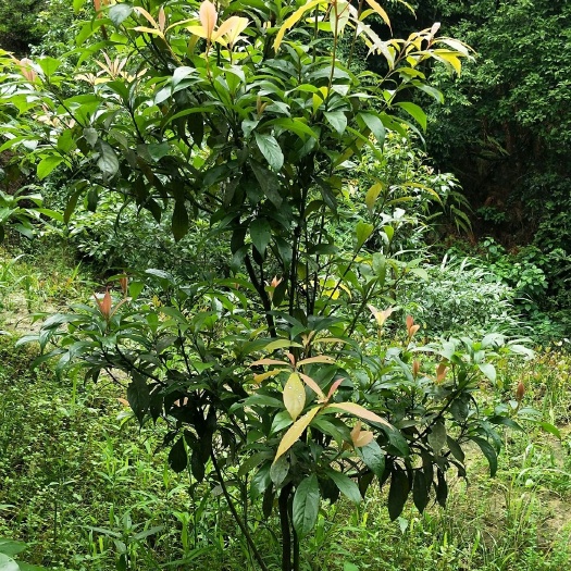 会同县 金丝楠木出售