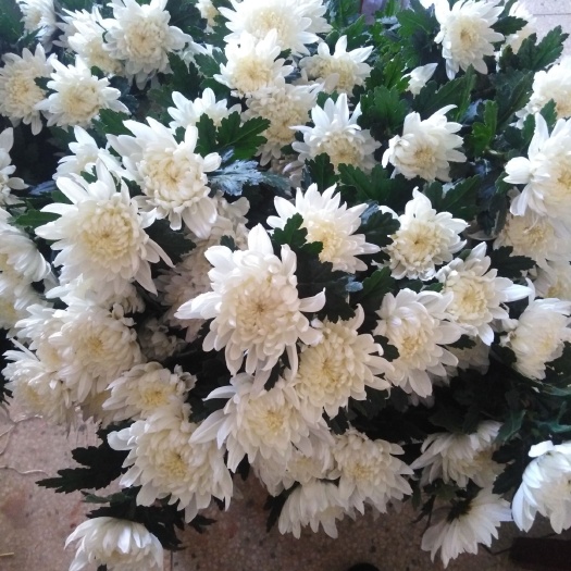 黄梅县白菊花苗