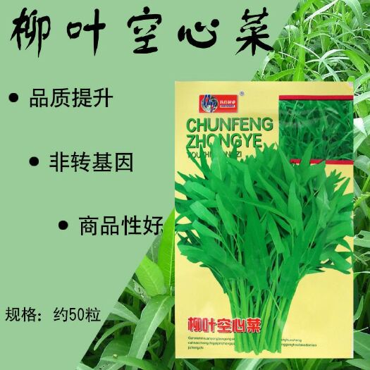 南靖县 韩育柳叶空心菜种子批发青骨青菜 周期短 栽培容易 四季种