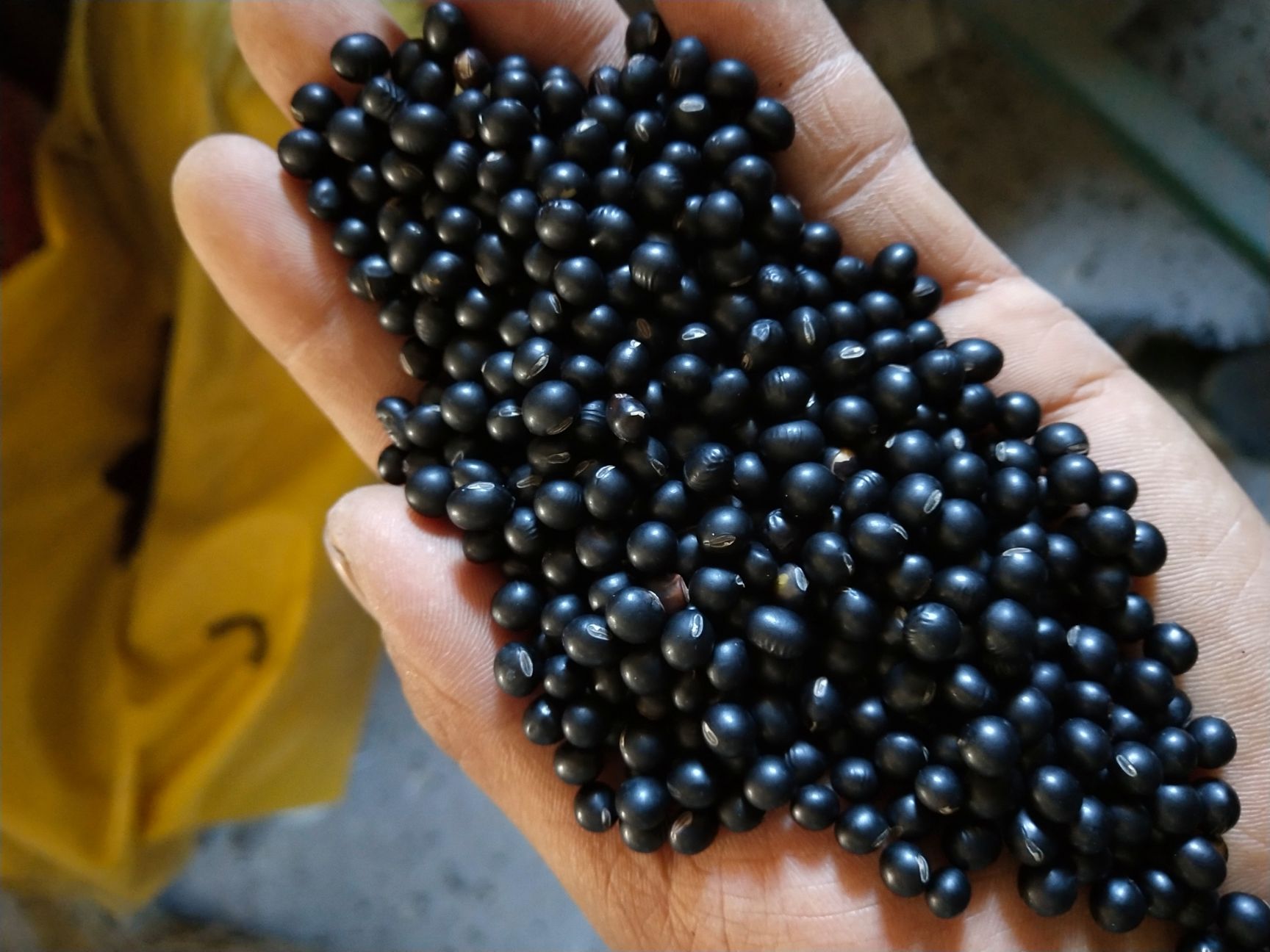  黑大豆 黄心黑豆 黄芯黑豆