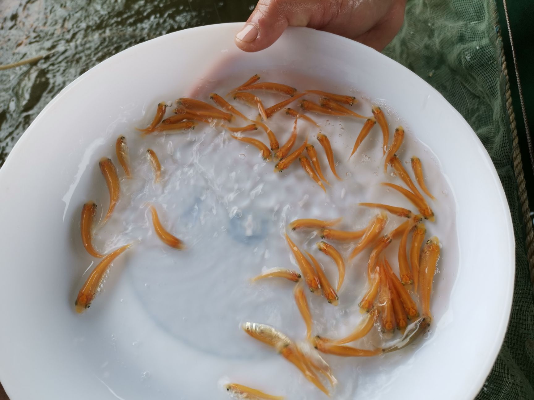 金草魚苗 目前養(yǎng)金草鯇魚，最賺錢的魚。