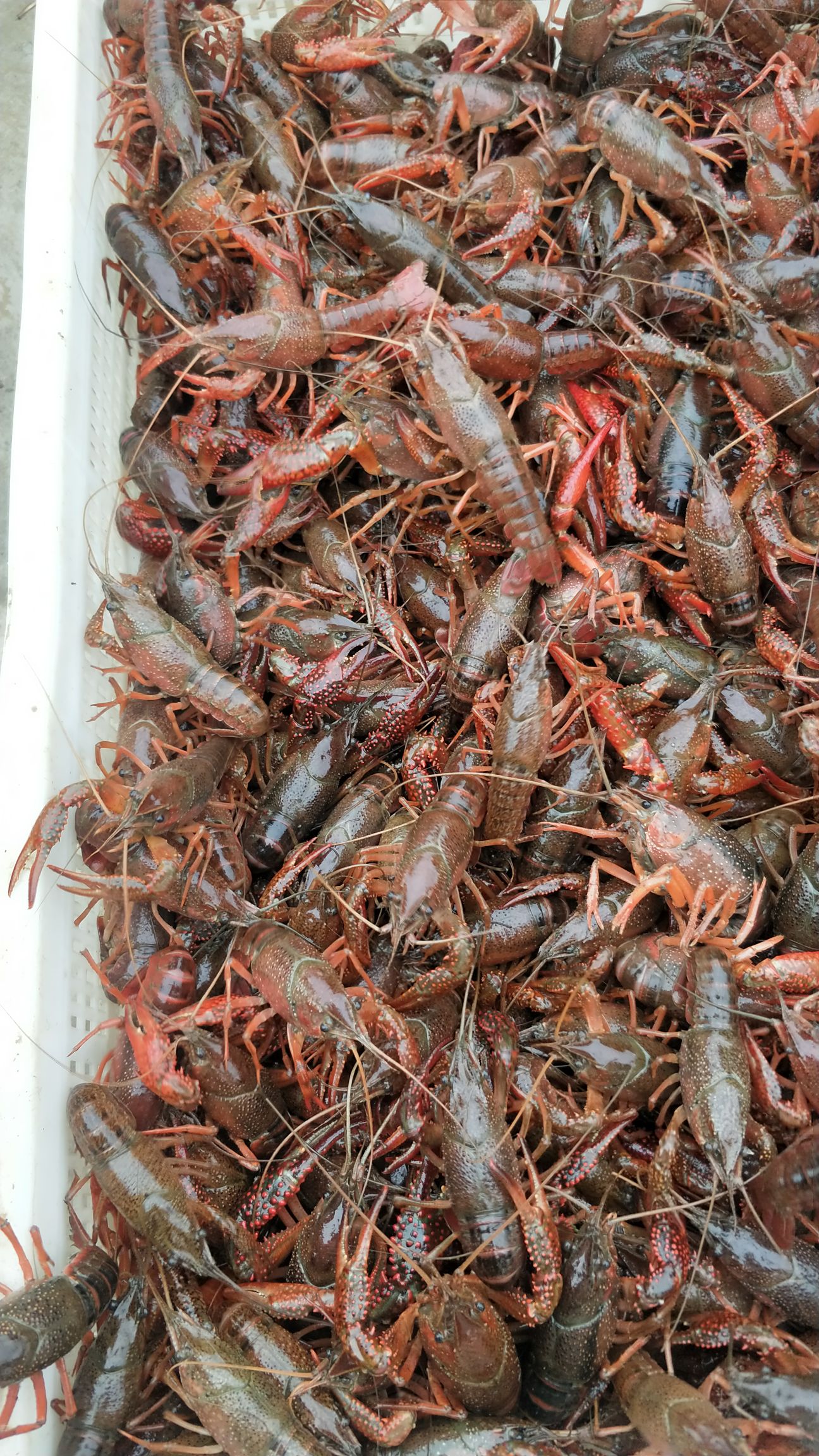 红壳小龙虾 4-6钱 稻田虾