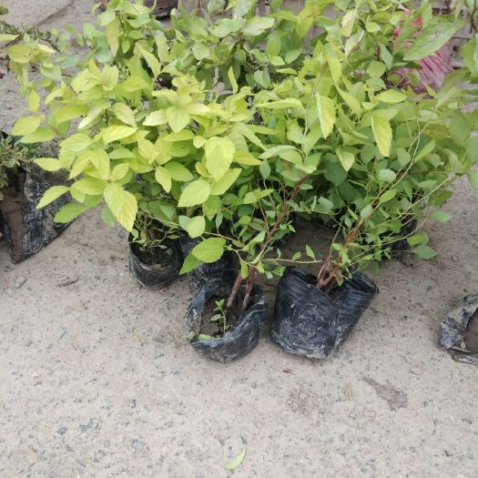 杭州 金山绣线菊
