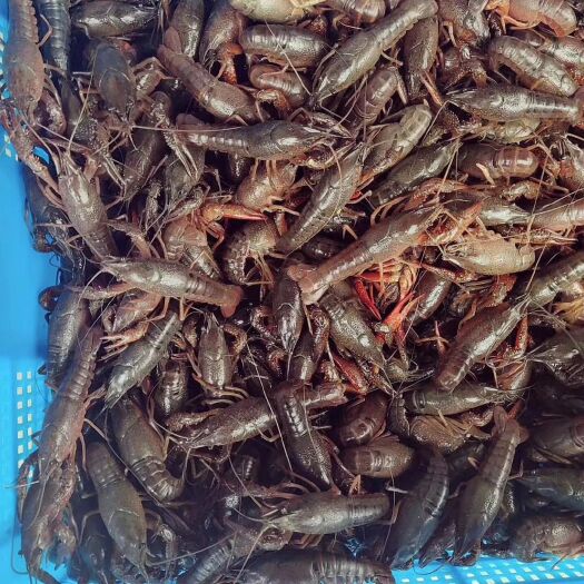 淮南清水小龙虾 7-9钱 人工养殖