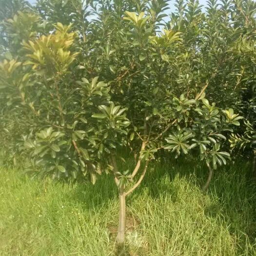 靖州县 大量供应各种杨梅树