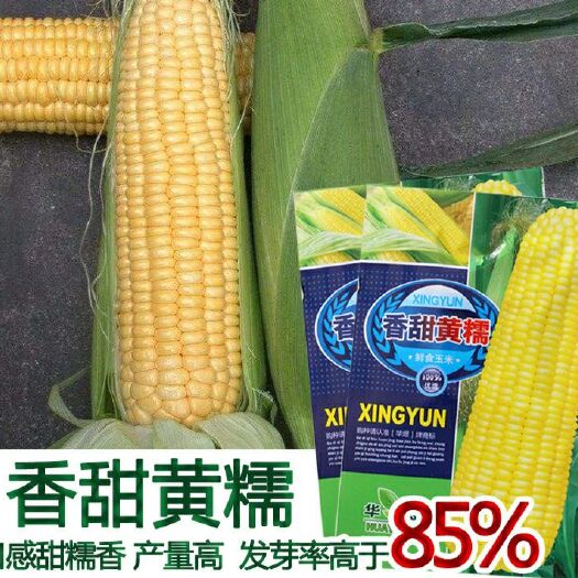 南靖县 原包装香甜黄糯 糯米种子 黄金糯玉米 黄糯玉米种子鲜食玉米籽