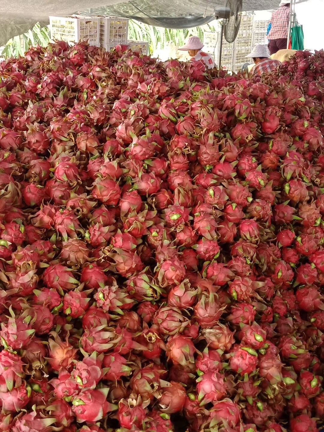  红心火龙果，新鲜又漂亮