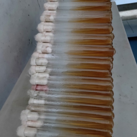 栽培基质  食用菌试管空白培养基，PDA配方，适合各种菌丝生