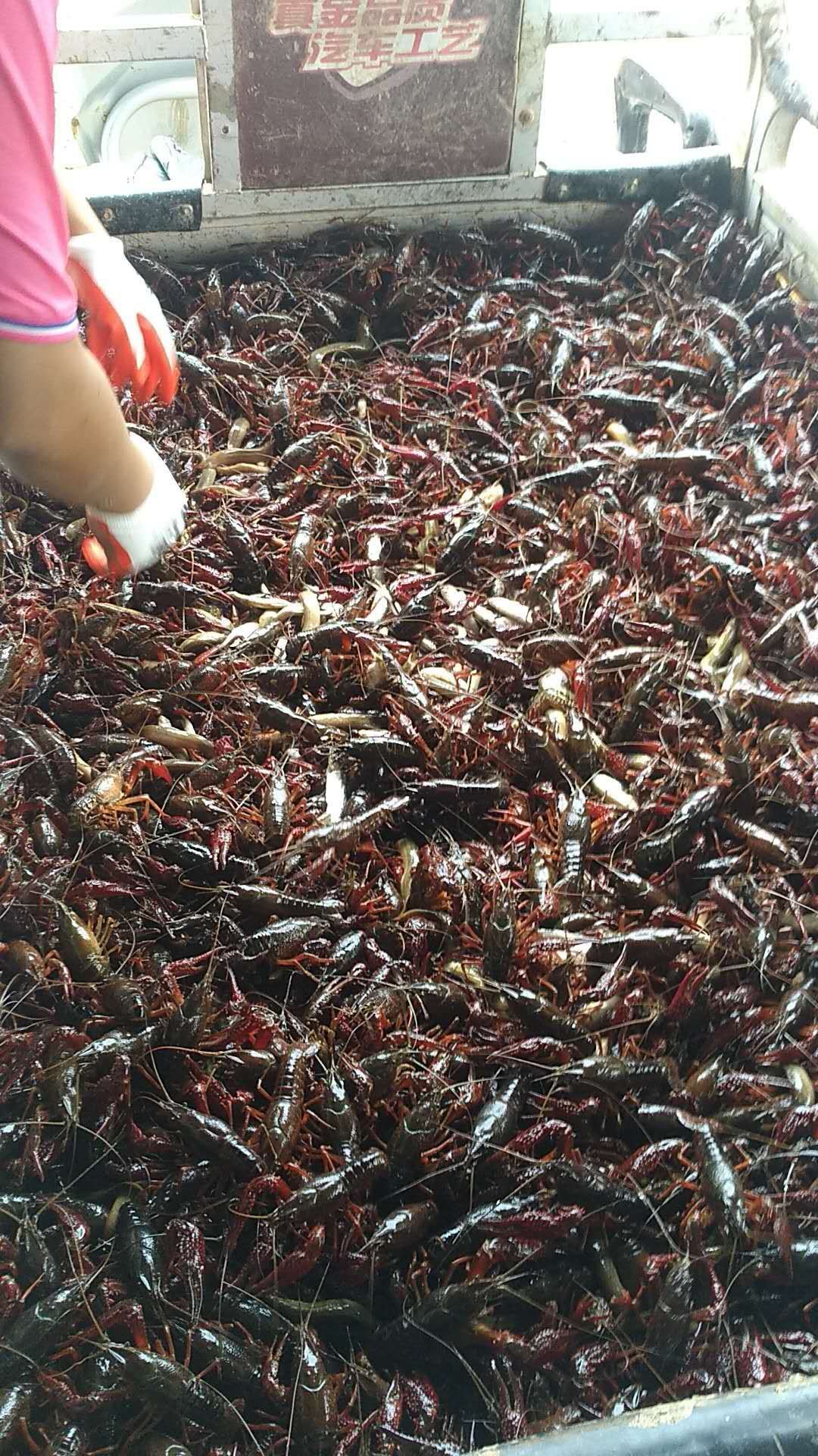 克氏原螯虾 基地直供，4--6钱青虾，底白干净成色好