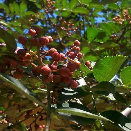 武汉青花椒 二级 干花椒