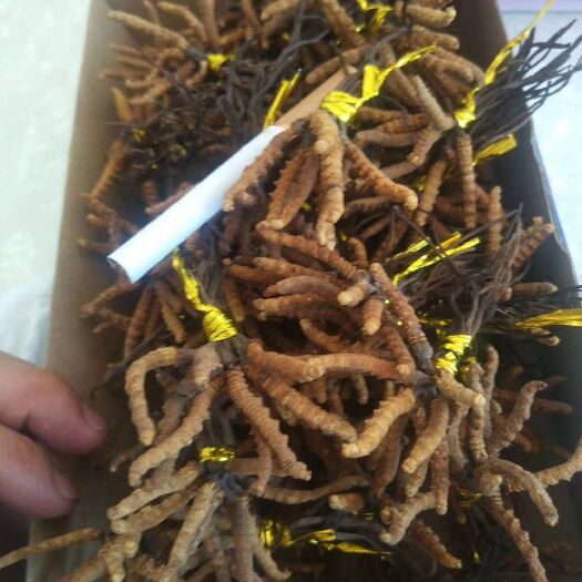 临潭县正品甘南冬虫夏草产地批发一条10元起