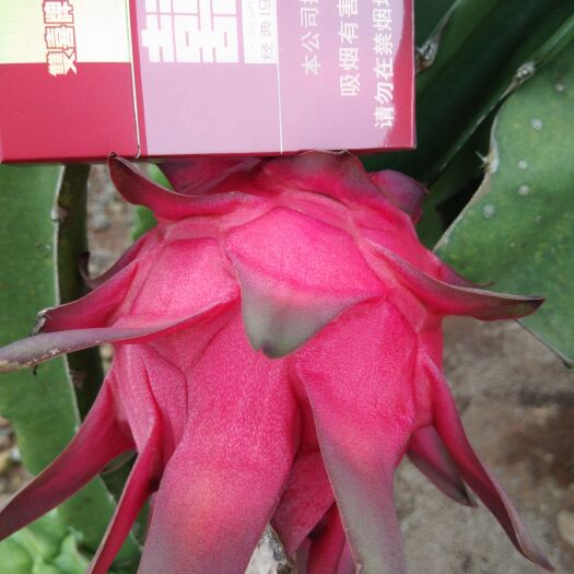 遂溪县 红心火龙果，新鲜又漂亮