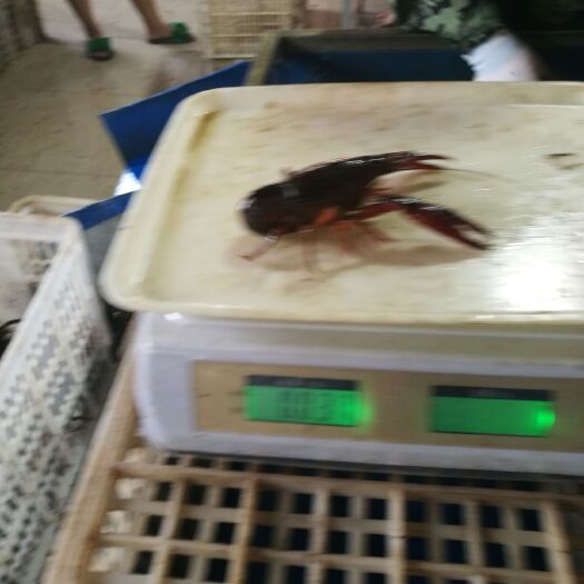 赤壁市清水小龙虾 6-8钱 湖虾