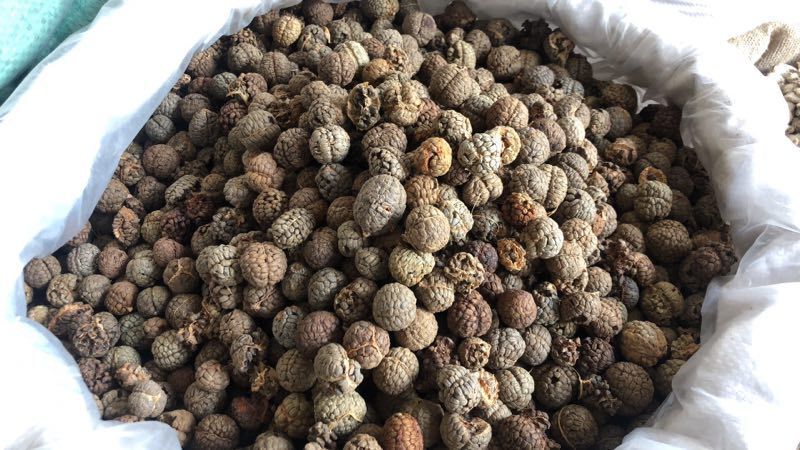 玉林国产大草豆蔻颜色绿少籽