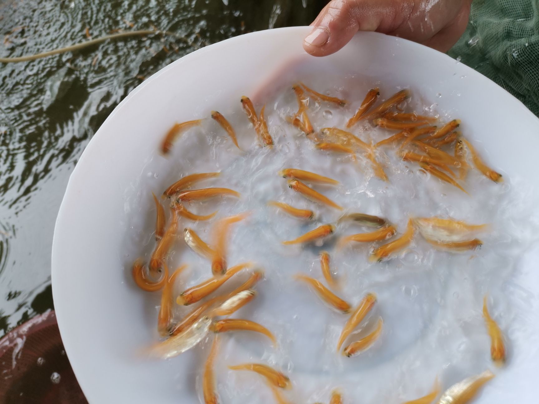 金草魚苗 目前養(yǎng)金草鯇魚，最賺錢的魚。