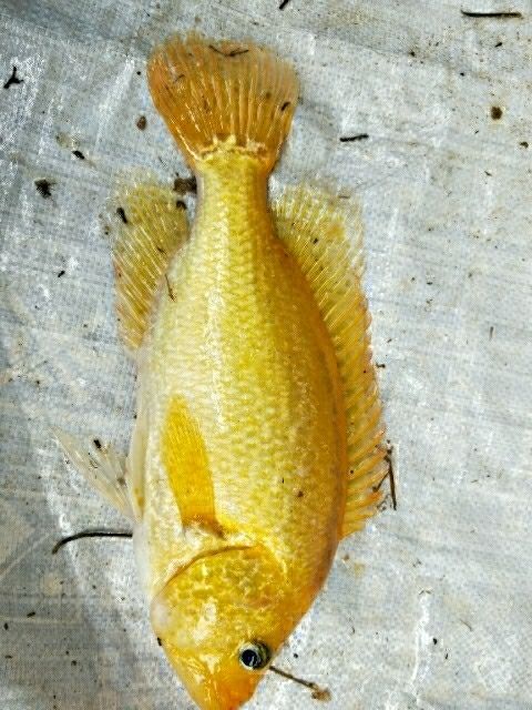 漳浦县黄金石斑鱼 人工养殖 0.5公斤以下